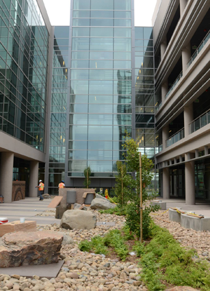 Mesa college Geo-garden